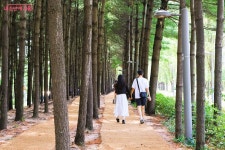 무더위 싹 잊게 해주는 경춘선숲길 당일치기로 숲캉스 떠나자... 내 손안에 서울 무더위 싹 잊게 해주는 경춘선숲길 당일치기로 숲캉스 떠나자