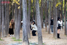서울숲, 스무 살을 축하해! 가을이 선물한 황금빛 생일파티 | 서울시 - 내 손안에 서울 서울숲, 스무 살을 축하해! 가을이 선물한 황금빛 생일파티