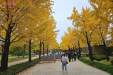 황금빛 은행나무 아래에서 펼쳐진 ‘스무살의 서울숲’ 축제 참여기 | 서울시 - 내 손안에 서울 황금빛 은행나무 아래에서 펼쳐진 ‘스무살의... 