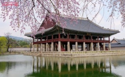 저절로 카메라 들게 하는 그곳! 경복궁의 봄과 가을을 담다 | 서울시 - 내 손안에 서울 저절로 카메라 들게 하는 그곳! 경복궁의 봄과 가을을 담다