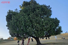가을 여운 가득! 서울어린이대공원·올림픽공원 늦가을 산책길 | 서울시 - 내 손안에 서울 가을 여운 가득! 서울어린이대공원·올림픽공원 늦가을... 