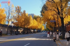 단풍 예쁜 경복궁효자로·화랑대철도공원 | 서울시 - 내 손안에 서울 찍었다 하면 인생샷! 단풍 예쁜 경복궁효자로·화랑대철도공원