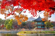 저절로 카메라 들게 하는 그곳! 경복궁의 봄과 가을을 담다 | 서울시 - 내 손안에 서울 저절로 카메라 들게 하는 그곳! 경복궁의 봄과 가을을 담다