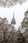 도심 한가운데 2.2km 무장애 산책길 추천! 남산 하늘숲길 | 서울시 - 내 손안에 서울 도심 한가운데 2.2km 무장애 산책길 추천! 남산 하늘숲길