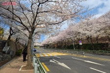 전망대까지 새단장 | 서울시 - 내 손안에 서울 지금 걷기 딱 좋은 서울둘레길 12코스 호암산! 전망대까지 새단장