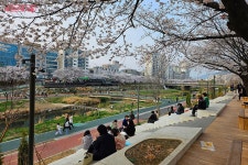 불광천 산책로 추천 | 서울시 - 내 손안에 서울 핑크빛으로 물든 벚꽃길에서 인생샷 찍어볼까? 불광천 산책로 추천
