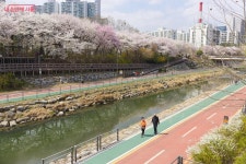 벚꽃과 함께 구경하니 금상첨화! 우이천 노원우이마루 개관 | 서울시 - 내 손안에 서울 벚꽃과 함께 구경하니 금상첨화! 우이천 노원우이마루 개관
