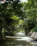 2.3km 초록빛 힐링 로드 월드컵공원 메타세쿼이아길 | 서울시 - 내... 서울 저장 필수! 2.3km 초록빛 힐링 로드 월드컵공원 메타세쿼이아길