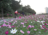 퇴근 후에 맛보는 도림천 자전거 산책 > 내 손안에 서울 > 서울이야기 > 시민소통 > 정보소통광장 퇴근 후에 맛보는 도림천 자전거 산책
