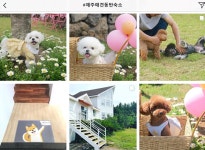 아기, 반려견과 함께 한 제주도 여행 > 내 손안에 서울 > 서울이야기 > 시민소통 > 정보소통광장 나도 데려가개! 아기, 반려견과 함께 한 제주도... 