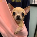 지차체 최초 유기동물 분양센터, 리본에서 입양하세요 | 서울시 - 내 손안에 서울 지차체 최초 유기동물 분양센터, 리본에서 입양하세요