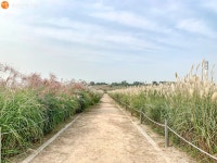 하늘공원의 숨은 산책로, 메타세콰이어길 | 서울시 - 내 손안에 서울 하늘공원의 숨은 산책로,  메타세콰이어길