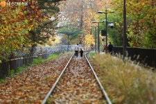 [사진] 공릉동 단풍길 | 서울시 - 내 손안에 서울 [사진] 공릉동 단풍길