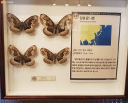 “희귀곤충 보러 가볼까?” 충우곤충박물관 | 서울시 - 내 손안에 서울 “희귀곤충 보러 가볼까?” 충우곤충박물관