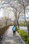 [사진] 숨은 벚꽃 명소, 명륜동과 혜화동 | 서울시 - 내 손안에 서울 [사진] 숨은 벚꽃 명소, 명륜동과 혜화동