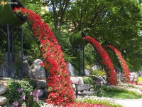 당현천 들꽃정원 "붉은색 꽃폭포가 쏟아지네!" > 내 손안에... 정보소통광장 당현천 들꽃정원 "붉은색 꽃폭포가 쏟아지네!"