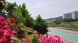 한들한들 꽃길 따라 강 따라~ 중랑천 산책 | 서울시 - 내 손안에 서울