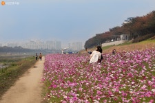 [사진] 가을 느낌 아니까! 안양천 나들이 | 서울시 - 내 손안에 서울 [사진] 가을 느낌 아니까! 안양천 나들이 