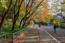 [사진] 안산자락길과 꽃 향기 가득한 홍제천! | 서울시 - 내 손안에 서울 [사진] 안산자락길과 꽃 향기 가득한 홍제천!