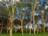 Where to Stay in Nakuru: Best neighborhoods | Expedia