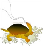 거북 - KRpia 검색결과