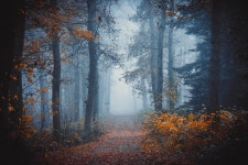 Im taking you to a misty forest :: Behance Im taking you to a misty forest