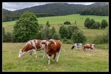 Kühe :: Behance Kühe - Wolfgang Barth