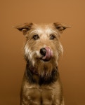 Native Hounds :: Behance Native Hounds - nataliagw ∼