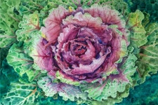 Blooming Kale :: Behance Blooming Kale - Voon Wong