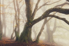 Autumn in Germany, Pt. III (2021) on Behance Autumn in Germany, Pt. III (2021)