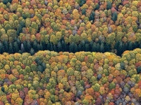 Bavarian Forest :: Behance Bavarian Forest - Bernhard Lang