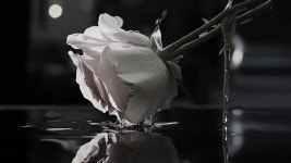 Inner Beauty of vase :: Behance Inner Beauty of vase