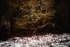 The Young Oak Tree… :: Behance The Young Oak Tree… - Dave Turney