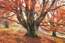 One Last Day of Autumn, Pt. I :: Behance One Last Day of Autumn, Pt. I - The WanderingSoul