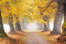 Autumn in Germany, Pt. III (2021) on Behance Autumn in Germany, Pt. III (2021)