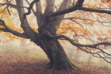 One Last Day of Autumn, Pt. II :: Behance One Last Day of Autumn, Pt. II - The WanderingSoul