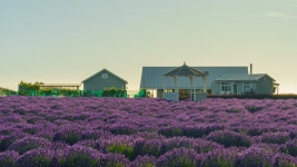 Lavender Fields :: Behance Lavender Fields
