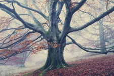 One Last Day of Autumn, Pt. II :: Behance One Last Day of Autumn, Pt. II - The WanderingSoul