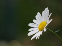 Daisy :: Behance Daisy - christopher suckow