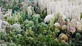 Arnold Scatter coral (4) | Images :: Behance Arnold Scatter coral - Lee Griggs