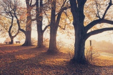 Autumn in Germany, Pt. III (2021) on Behance Autumn in Germany, Pt. III (2021)