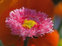 Zoom into a Macro - L 06 :: Behance Zoom into a Macro - L 06