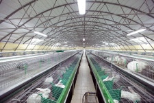 Eurabbitech / Rabbit breeding technology on Behance Eurabbitech / Rabbit breeding technology