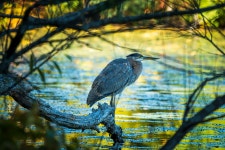 Great Blue Heron on Behance Great Blue Heron