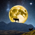 Cheese moon :: Behance Cheese moon - PC creare