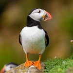 Saltee Birds :: Behance Saltee Birds - Andrew Miller