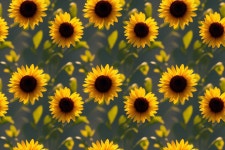 Sunflower :: Behance Sunflower