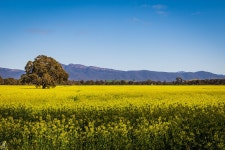 Sea of yellow :: Behance Sea of yellow - Muhammad Javaid