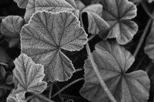 Diamonds on Leaf on Behance Diamonds on Leaf