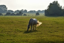 Horse island :: Behance Horse island